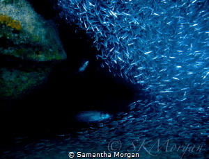 "Getting Lost with Silversides" - Finally got to get in t... by Samantha Morgan 